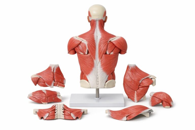 Modele anatomiczne do poznawania układu mięśniowego człowieka